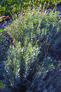 Açık havada yetişen lavanta çalıları. Yeşil yapraklar ve tomurcuklarla.