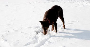 Safkan Doberman derin toz karda oynuyor, küçük bir fareyi fırlatıyor ve arka plandaki kadına doğru koşmadan önce burnuyla onu arıyor.
