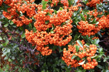 Parlak Portakal Meyvelerinin Yakın Çekimi Bir Pyracantha Coccinea Çalı üzerinde Yoğun Kümelenerek, Parlak Koyu Yeşil Yapraklarla Çapraz Renkli Botanik Sahne