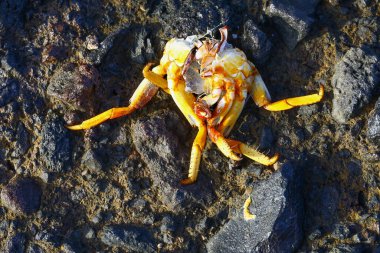 Parlak Sarı Turuncu Kabuklu ve Parçalanmış Kolları olan Rocky Shore 'daki Ölü Yengeç