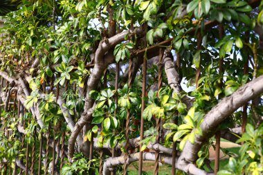 Euonymus japonicus Espalier Çalı ve Metal Çitlerin Arasında Büyüyen Yapraklar