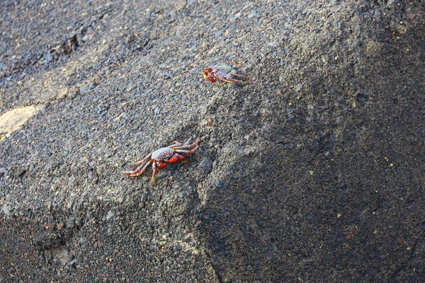 Kırmızımsı turuncu bacaklı ve koyu vücutlu iki yengeç kıyı kaya yüzeyinde dinleniyor. Canlı renkleri karanlık taşla çelişiyor, varlıklarını ve hareketlerini vurguluyor. Grapsus grapsus türüne benzer.,