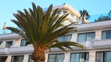 Modern white coastal apartments with glass balconies and a tall palm tree in front, capturing the bright, sunny atmosphere and tropical character typical of the Canary Islands