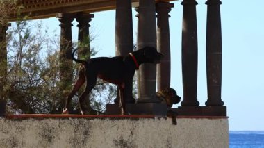 Alman Büyük Danua 'sı yayaların yanından geçerken bir terastan havlıyordu. Yanında sakin bir Mastiff yatıyordu. Tenerife, Kanarya Adaları' ndaki bir yerleşim yerinde yakalanmıştı.
