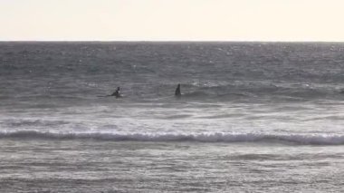 Okyanusta bekleyen sörfçüler, sörfçüler, sörf tahtalarının üzerinde oturup, yumuşak kıyı ışığı altında yumuşak dalgaların bir sonraki küme oluşmadan önceki durgun bir anda ufku izlemektedirler.