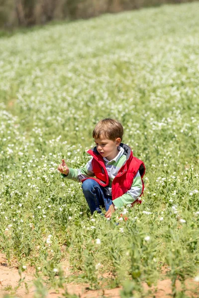 chico caucasico jugando en un campo verde con flores blancas chalco rojo y vaquero azul 