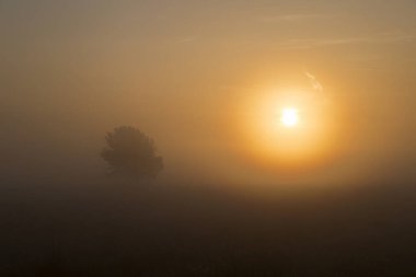 Solunda bir ağaç olan bir çayırın üzerinde gün doğumu ve Hollanda 'da sağda turuncu güneş yükseliyor..