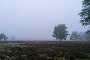 Birkaç ağaç kuru çim tarlasında duruyor. Hollanda 'da Haaksbergerveen' de gökyüzü sisli..
