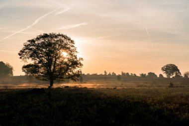 Sabahın erken saatlerinde fotografın ortasında tek bir ağaç ve tarlada bir karaca geyiği olan fundalık bir arazide harika bir gündoğumu. Hollanda 'daki Sallandse Heuvelrug' da bahar geldi..