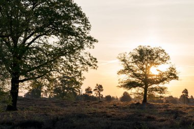 Bahar mevsiminde sabahın erken saatlerinde solunda tek bir ağaç ve Hollanda 'daki Sallandse Heuvelrug' da fotoğrafın sağında büyük bir ağaç olan fundalık bir tarlasında huzurlu bir gündoğumu yaşandı..
