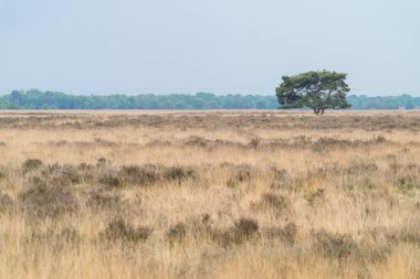 Kuru otların arasında bir ağaç duruyor. Gökyüzü açık ve Hollanda 'da güneş parlıyor, Dwingelderveld.