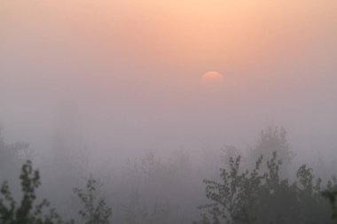 Önünde çalılar olan bir çayırda gün doğumu ve yükselen turuncu güneş Hollanda 'nın arka planını turuncu ve yumuşak yapar..