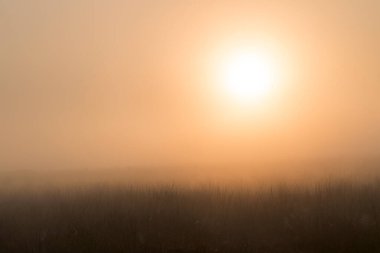 Önünde çalılar olan bir çayırda gün doğumu ve yükselen turuncu güneş Hollanda 'nın arka planını turuncu ve yumuşak yapar..