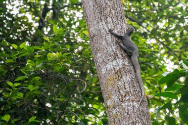 Bir Bulutlu Monitör Singapur 'da Güneydoğu Asya' da bir ağaç gövdesine tırmanıyor..