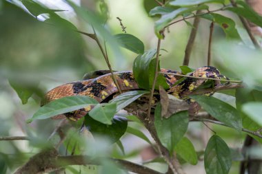 Kahverengi köpek dişli Kedi Yılanı (Boiga cynodon), Singapur, Asya 'da bir dalda dinlenmektedir..