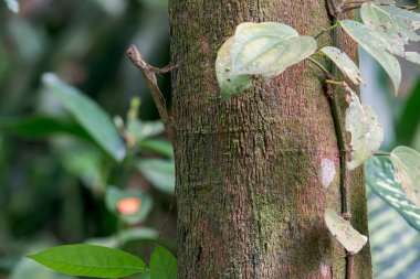 Singapur 'un başkenti Asya' da bir ağaç gövdesinin kenarında bulunan Sumatran Uçan Ejder (Draco sumatranus)..