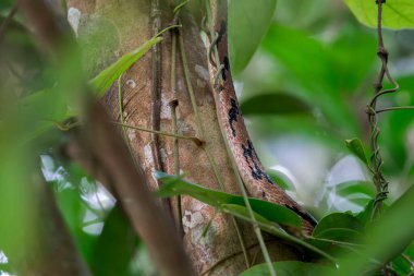 Kahverengi köpek dişli Kedi Yılanı (Boiga cynodon), Singapur, Asya 'da bir dala tırmanıyor..