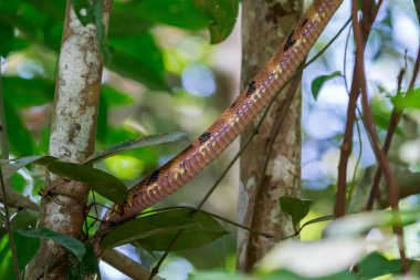 Kahverengi köpek dişli Kedi Yılanı (Boiga cynodon), Singapur, Asya 'da bir dala tırmanıyor..
