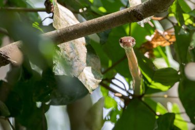 Sarı köpek dişli Kedi Yılanı (Boiga cynodon), Singapur, Asya 'da bir daldaki kameraya bakıyor..