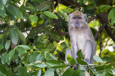 Uzun kuyruklu bir Macak yaprak ve dalların ortasında bir dalda oturuyor. Maymun, Asya, Singapur 'daki kahverengi gözleri ve gri kürküyle kameraya bakıyor..