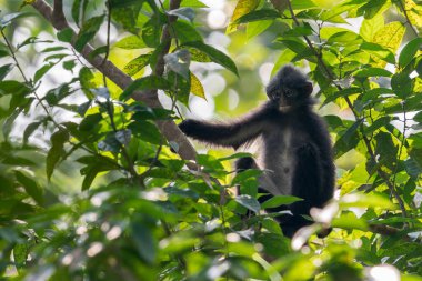 Bir Raffles 'Banded Langur kolu solda bir dal tutarak bir dala oturur. Yaprak ve dalların ortasında maymun Asya 'dan, Singapur' dan uzağa bakar..