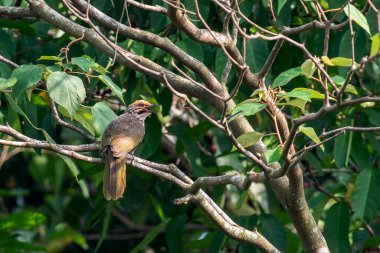 Hasır başlı Bulbul Asya 'da nadir bulunan bir kuştur. Singapur 'da büyüleyici bir ötücü kuş..