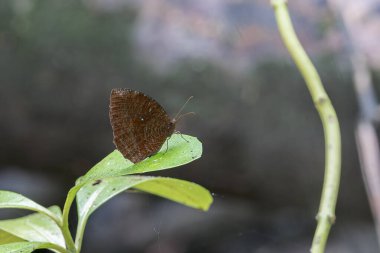 Bir Palmfly (Elymnias hypermnestra) yeşil bir yaprağın üzerinde uzanır ve Asya, Singapur 'da kanatları kapalıdır..