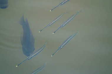 Kuzey Nehri Garfish (Zenarchopterus soytarısı), sarı burunlarını Asya, Singapur 'da görünür kılar..