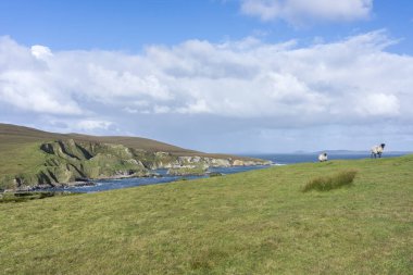 İrlanda 'daki Cleggans Kayalıkları' nın panoramik görüntüsü. Dalgalı Atlantik Okyanusu ve solunda koyunlar var..