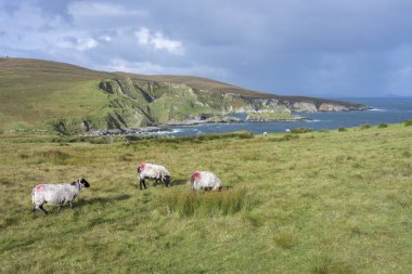 İrlanda 'daki Cleggans Kayalıkları' nın panoramik manzarası dalgalı Atlantik Okyanusu ve önünde kırmızı işaretli koyunlar..