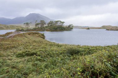 İrlanda 'da Çam Adası Bakış Açısı. Çimen bitkisi, önünde su, arkasında dağ.