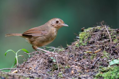 Asya, Malezya 'da kirli orman zemininde iri göğüslü bir Babbler duruyor. Sağa bakıyor..