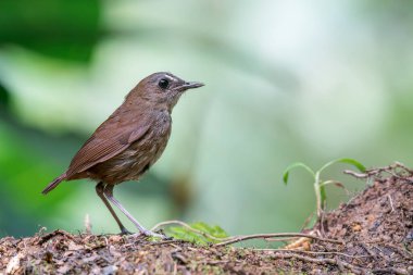 Küçük bir Shortwing Asya, Malezya 'da yerde duruyor. Bu küçük kuş bokeh arka planıyla sağa bakıyor..