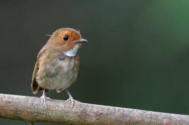 Beyaz çeneli tatlı bir Rufous kaşlı sinekkapan Malezya, Asya 'da koyu yeşil bokeh arka planlı küçük bir dalda duruyor..
