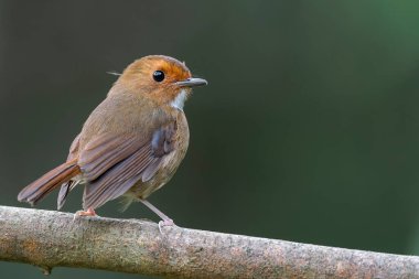 Beyaz çeneli sevimli, Rufous kaşlı bir sinekkapan sırtı kameraya dönük küçük bir dalda duruyor. Arka plan Malezya, Asya 'da koyu yeşil bokeh arka planıdır..