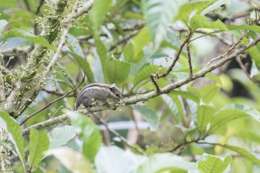 Himalaya çizgili sincabı Asya 'da bir dalda yürüyor, Malezya' da.