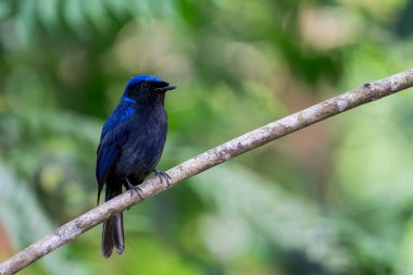 A Large Niltava perched on a little branch in Asia, Malaysia.