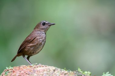 Küçük bir Shortwing Asya, Malezya 'da yerde duruyor. Bu küçük kuş bokeh arka planıyla sağa bakıyor..