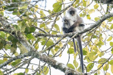A light furry White-thighed Surili sits with young on a branch in Asia, Malaysia. Both monkeys stare to the camera.