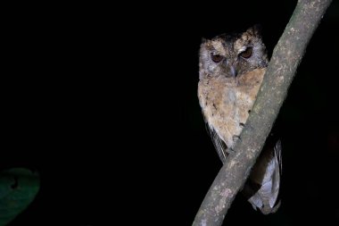 Karanlık bir gecede bir Yakalı Baykuş Malezya, Asya 'da siyah bir geçmişi olan bir dalda oturuyor..