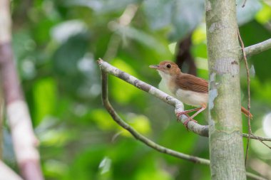 Bir Ferruginous Babbler Asya 'da küçük bir ağacın arkasındaki bir dalda oturuyor..