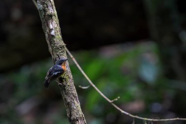Asya, Malezya 'da küçük bir şubeden gelen, kuş göğüslü bir sinek avcısı..