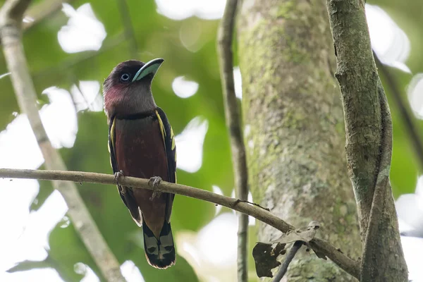 Banded Broadbill 'in mavi gagası Asya' da küçük bir dal üzerinde duruyor, Malezya.