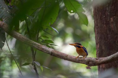 Taman Negara, Malezya, Asya 'daki karanlık ormanın küçük bir dalından Rufous yakalı bir Kingfisher..