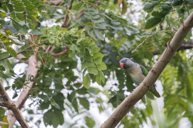 Mavi başlı ve turuncu gagalı bir papağan Taman Negara, Malezya, Asya 'da bir dalda oturuyor..