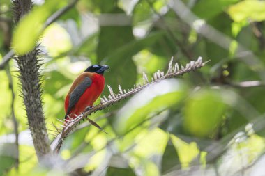 Kızıl popolu bir Trogon Malezya, Asya 'da sağa bakıyor..