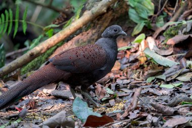 Bir dağ tavuskuşu sülünü, Asya, Malezya 'daki tüyleriyle orman zemininde duruyor..