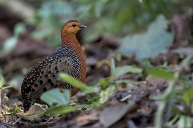 Asya, Malezya 'da yeşil yaprakların arasında bir Ferruginous Partridge duruyor..