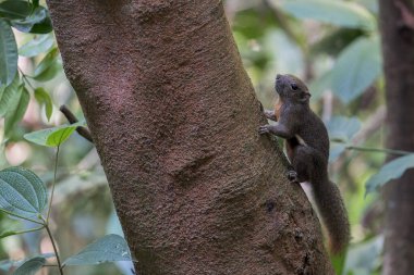 Malezya, Asya 'da bir ağaç gövdesinde bir bitki sincabı yürüyor..