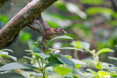Bir Slender Squirrel Asya, Malezya 'da bir ağaç gövdesine tutunur..